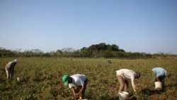 Campesinos cubanos desesperados por los robos: La Policía no hace nada